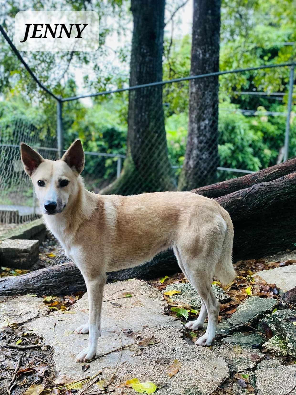 JENNY, Adoptable, Adult Female Husky & Labrador Retriever.
