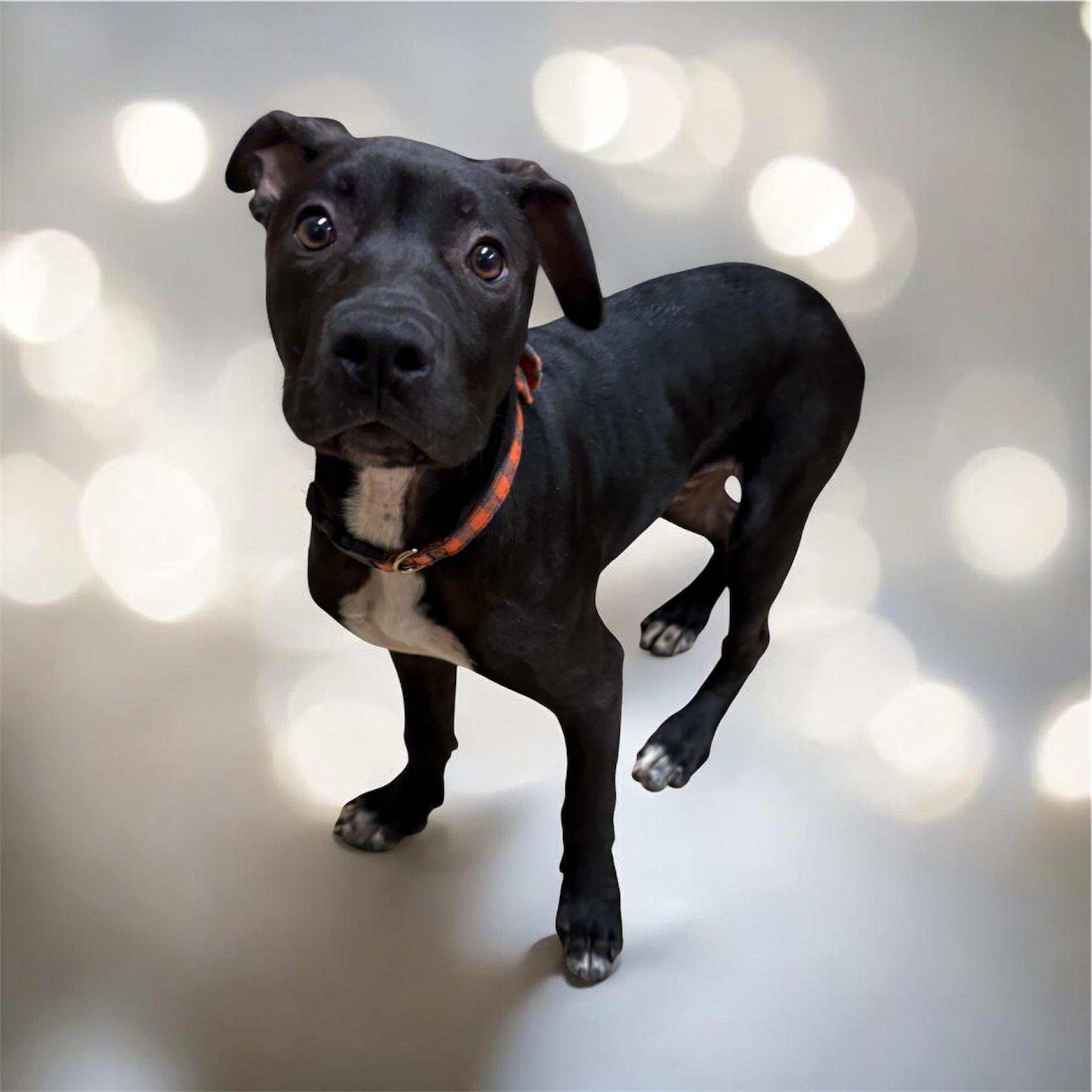 Buzz, adopted, Puppy Male Pit Bull Terrier.