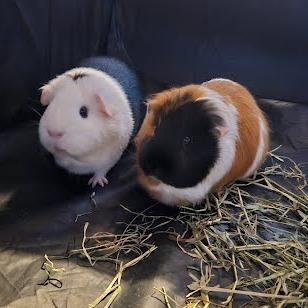 Lillypad, a Adoptable Guinea Pig in South Elgin, IL image 1/3