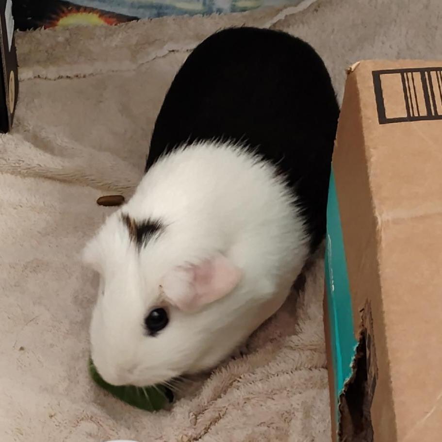 Lillypad, a Adoptable Guinea Pig in South Elgin, IL image 2/3