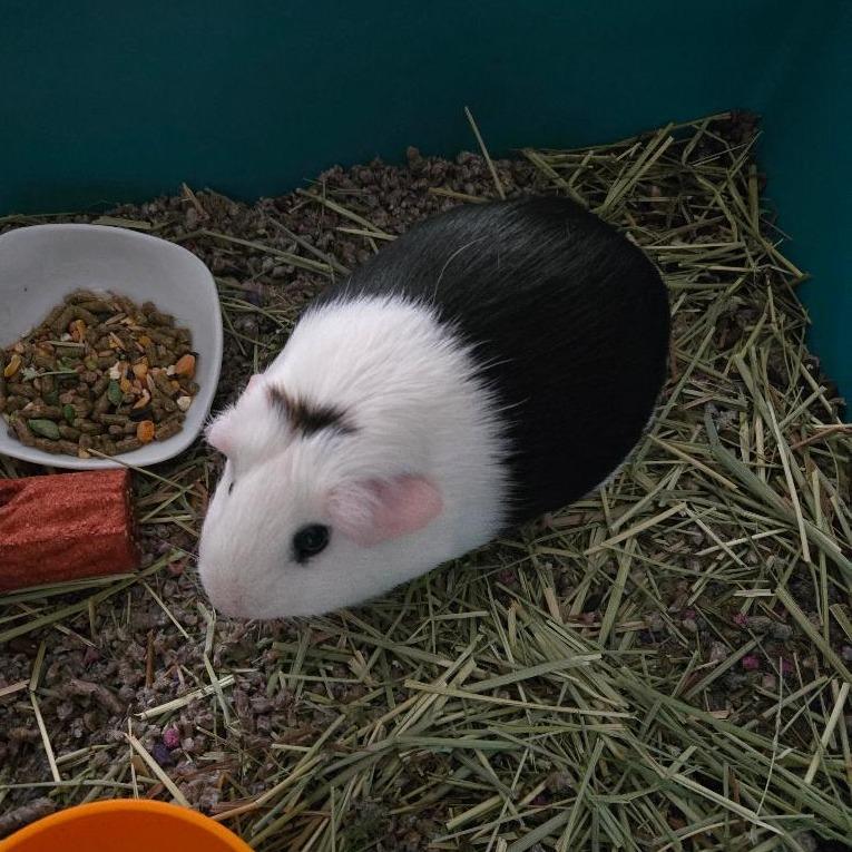 Lillypad, a Adoptable Guinea Pig in South Elgin, IL image 3/3