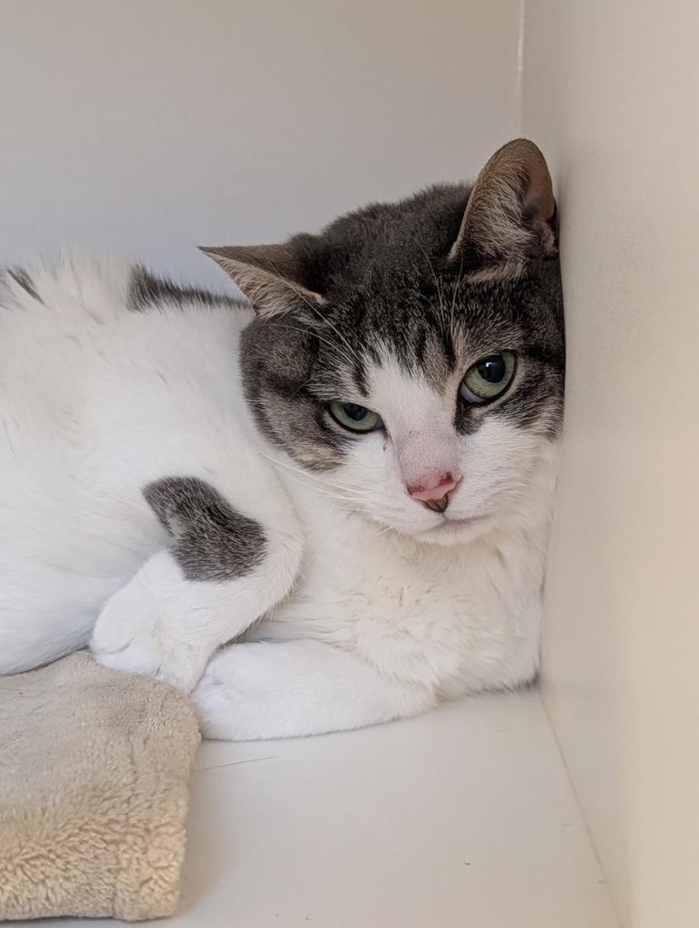 Katniss, Adoptable, Adult Female Domestic Short Hair.