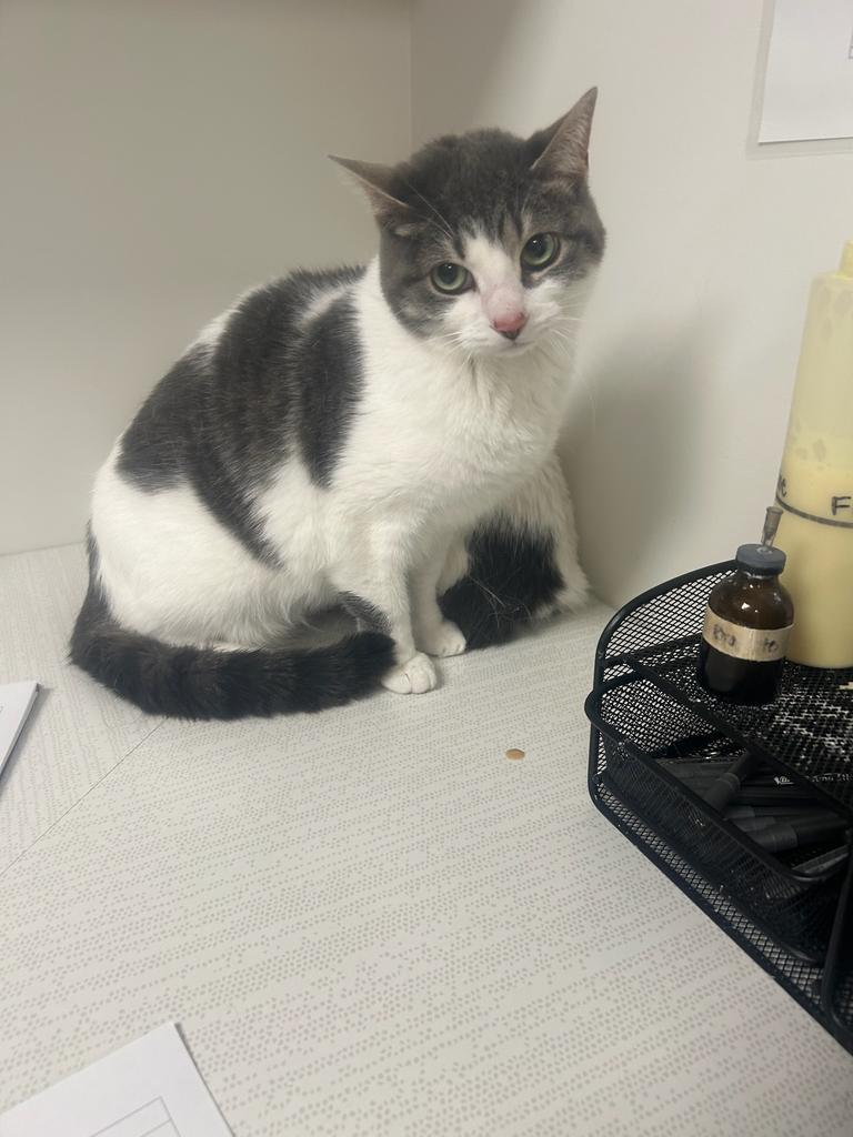 Enlarge Katniss, a Adoptable mixed breed in Greenfield, IN image 2/2