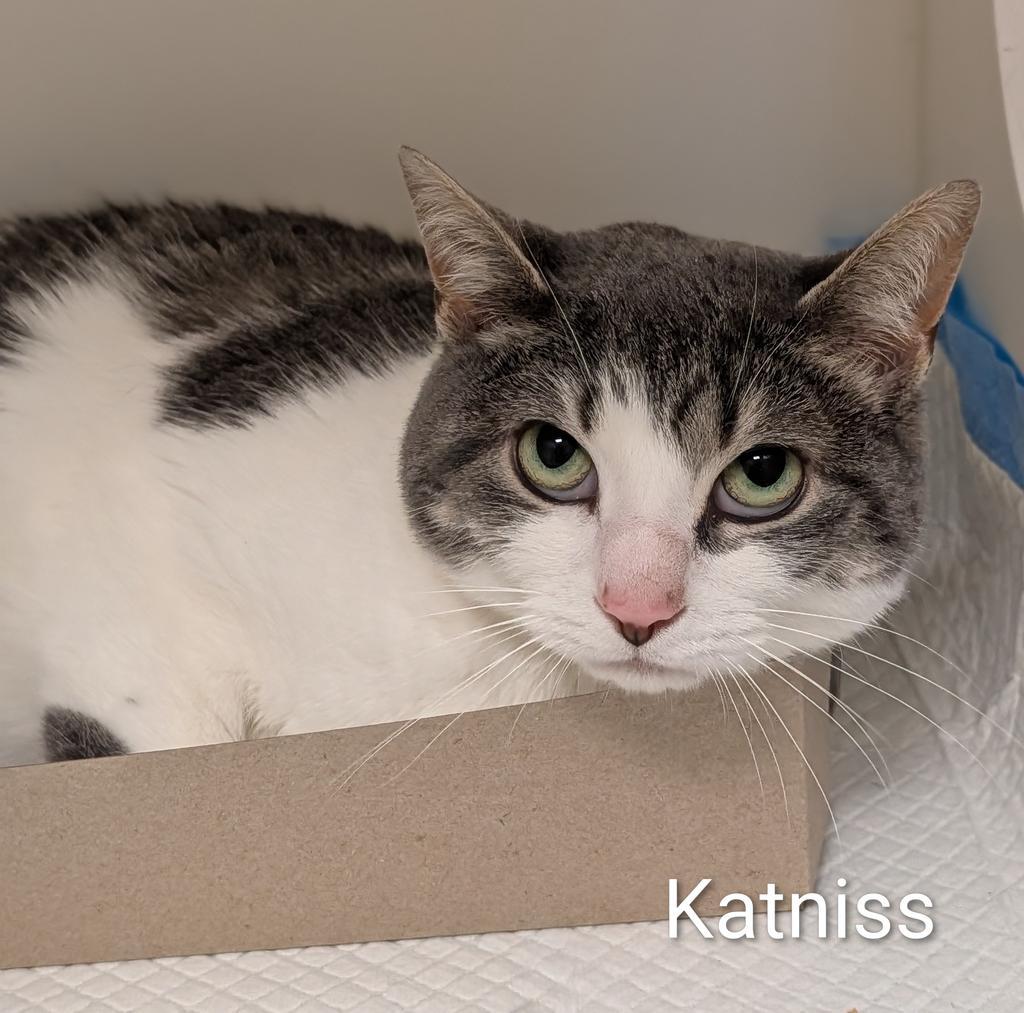 Enlarge Katniss, a Adoptable mixed breed in Greenfield, IN image 3/3