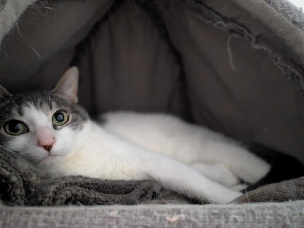 Katniss, a Adoptable mixed breed in Greenfield, IN image 4/4