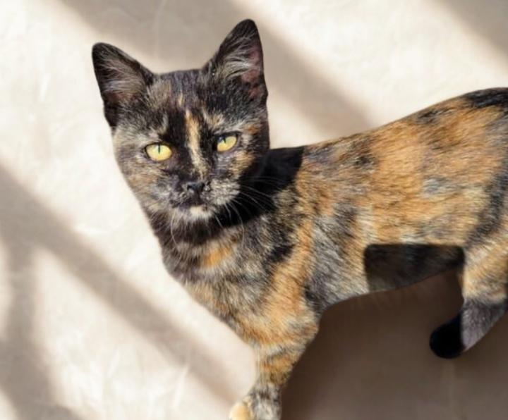 Enlarge Aggie, a Adoptable mixed breed in Buhl, ID image 1/1