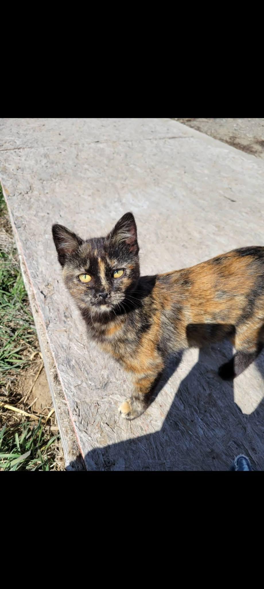 Aggie, Adoptable, Young Female Domestic Short Hair.