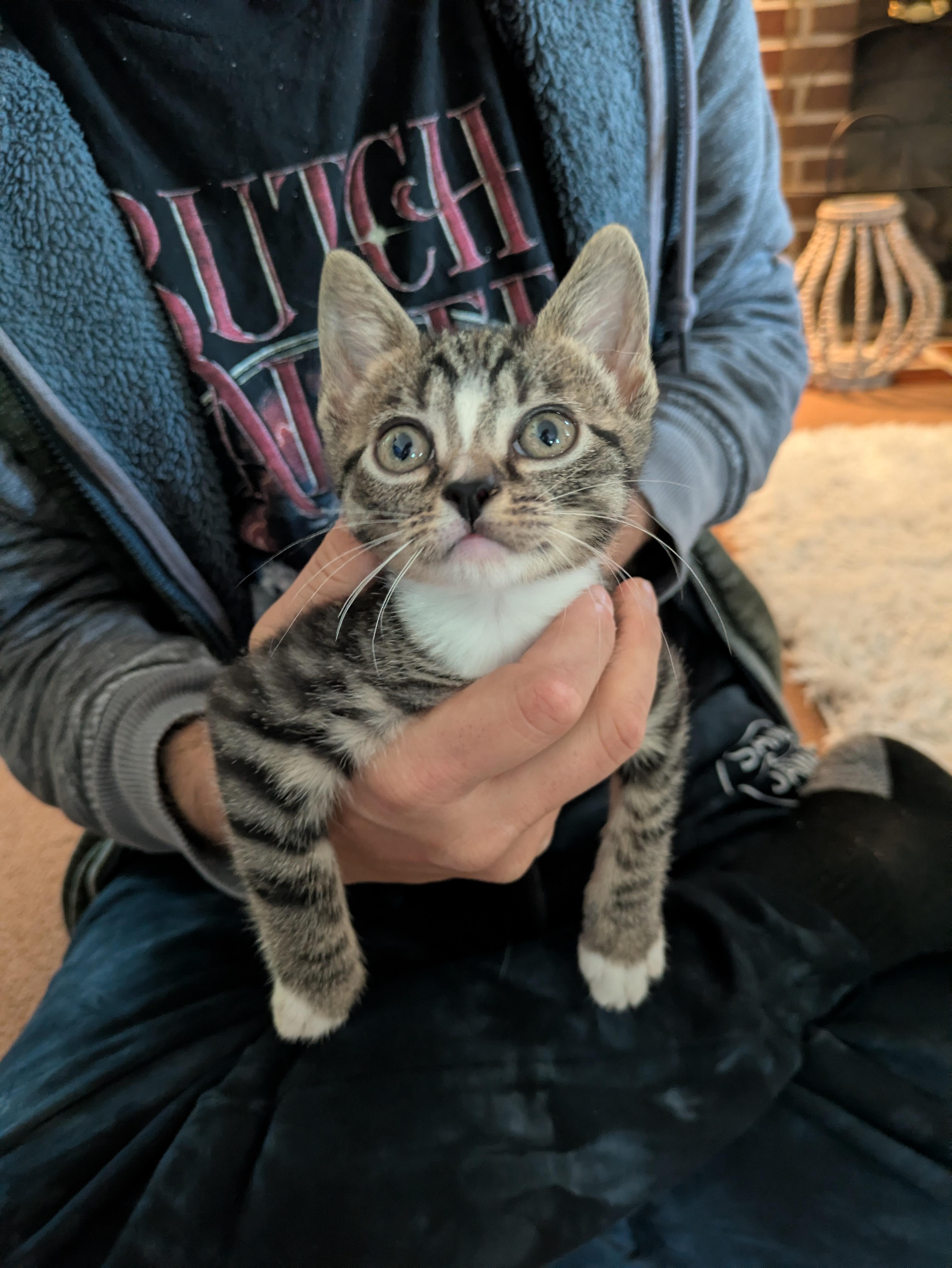 Enlarge Cabbage - bonded adoption with Kimchi, a ADOPTABLE Domestic Short Hair in Haddon Heights, NJ image 1/1