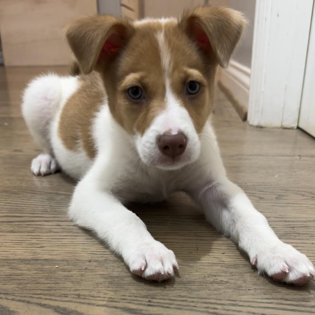Ralphie, Adoptable, Puppy Male Collie.
