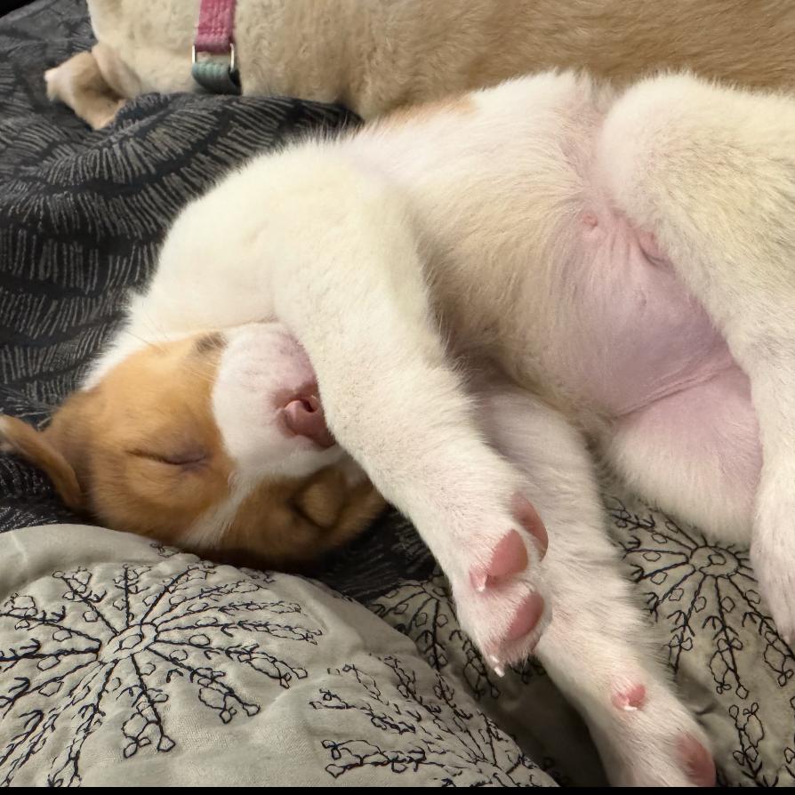 Ralphie, a Adoptable Collie in La Grange, KY image 5/6