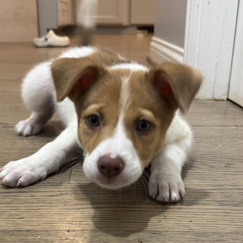 Ralphie, a Adoptable Collie in La Grange, KY image 4/6