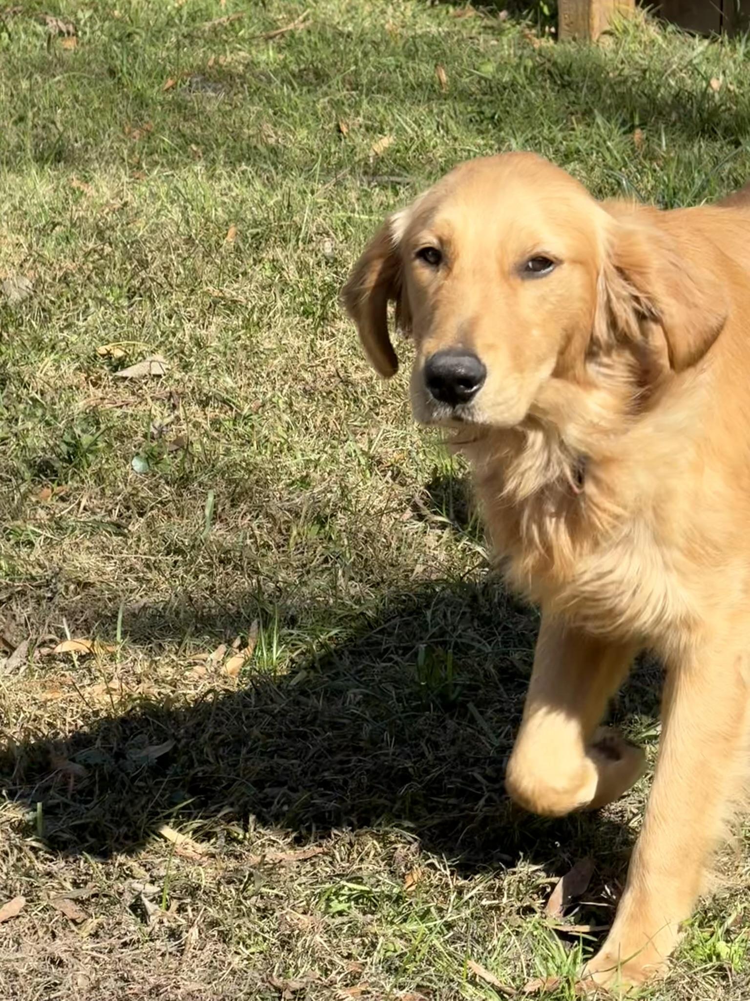 Enlarge Comet, a Adoptable mixed breed in Ponchatoula, LA image 3/4