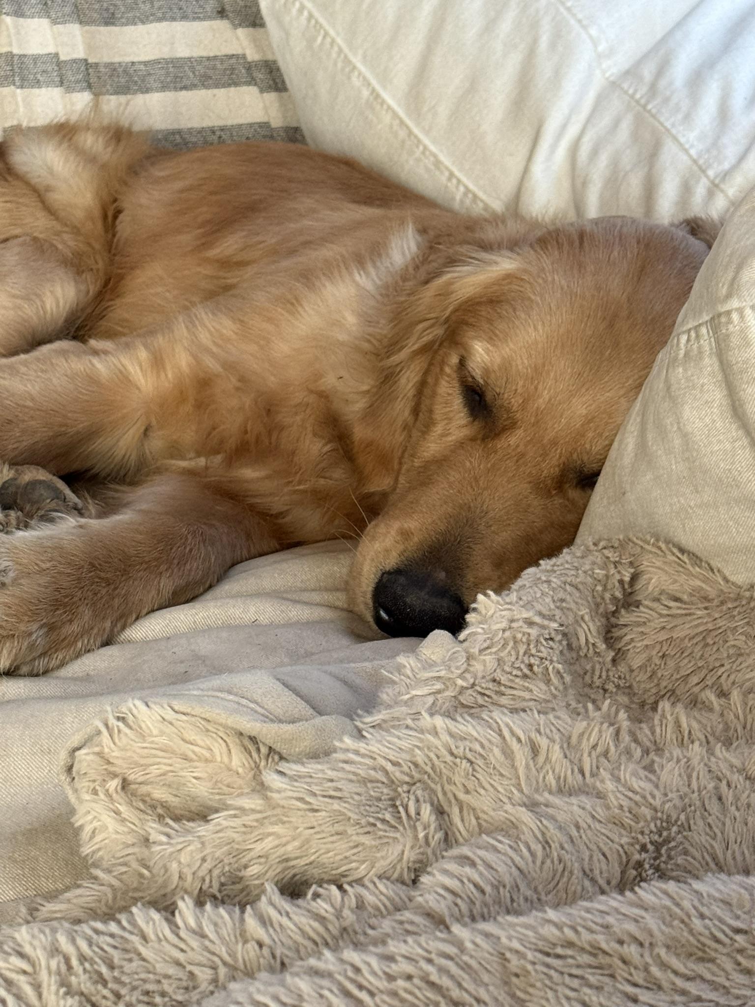 Enlarge Comet, a Adoptable mixed breed in Ponchatoula, LA image 4/4
