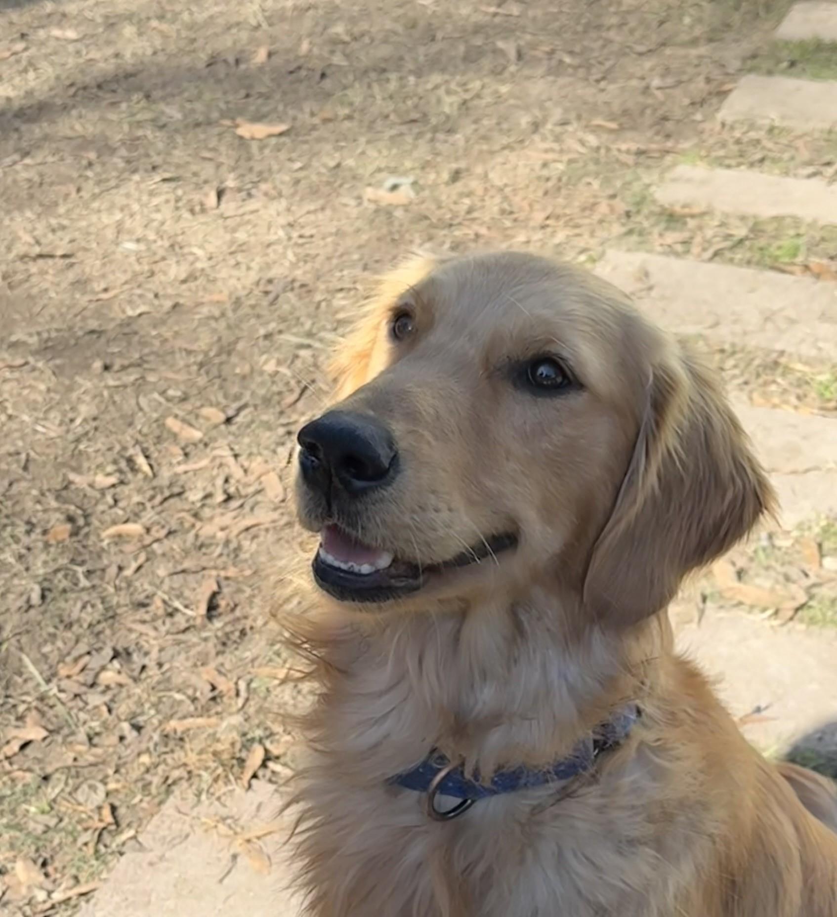 Comet, Adoptable, Adult Male Golden Retriever & Australian Cattle Dog / Blue Heeler.