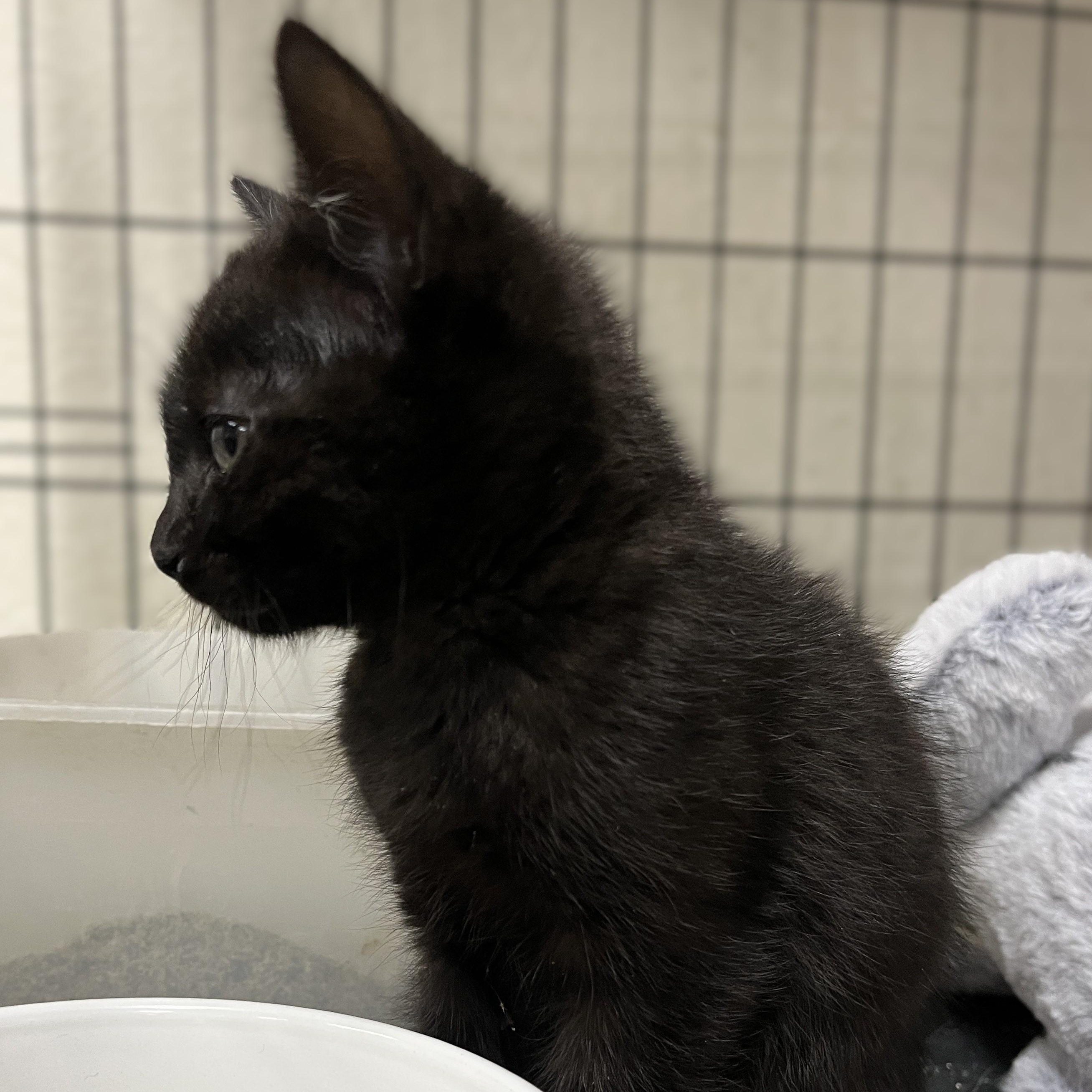 Zorro (litter of 3) photo 4