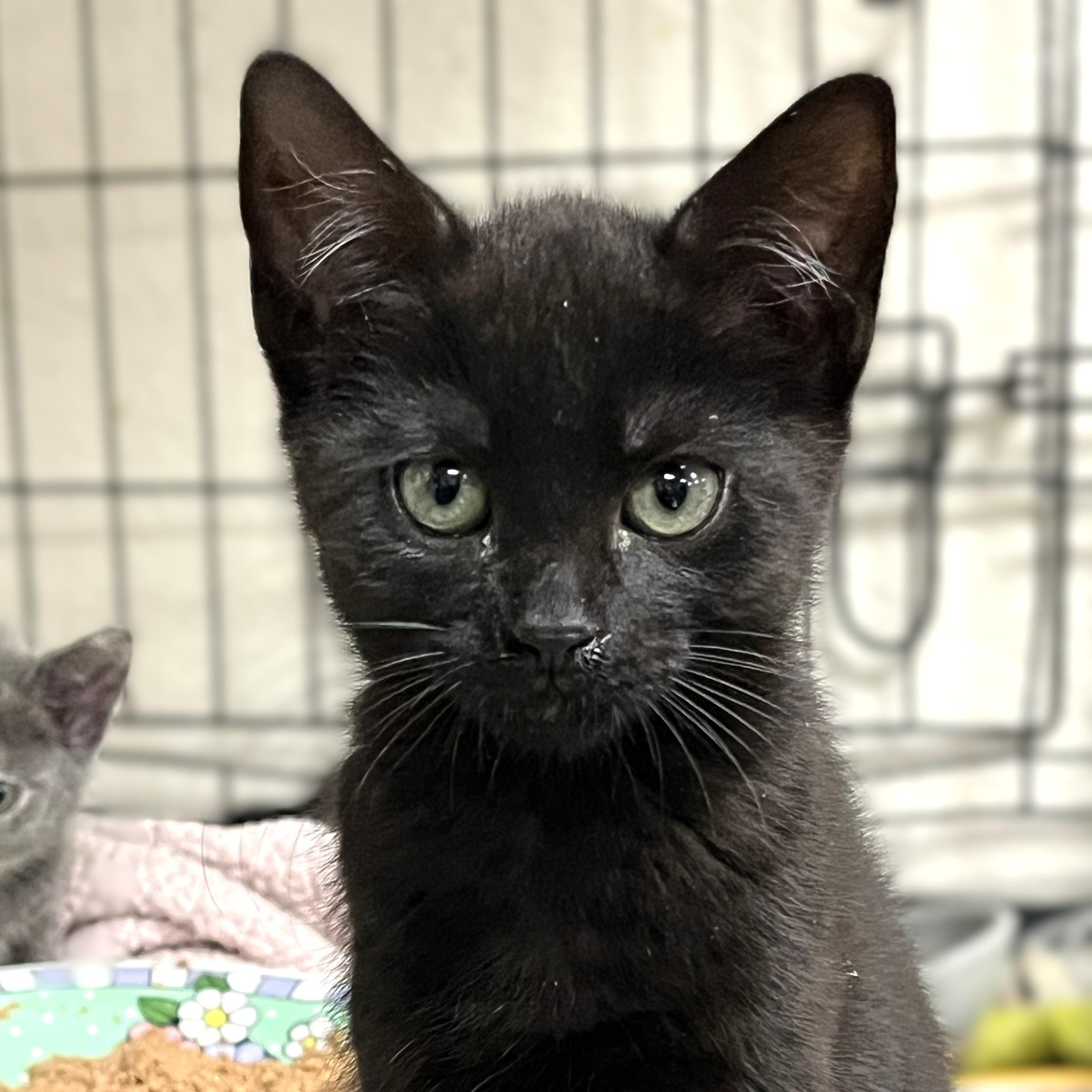 Zorro (litter of 3), Baby Male Domestic Medium Hair