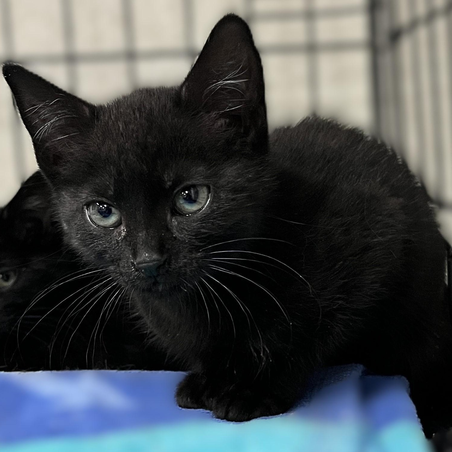 Zorro (litter of 3) photo 2