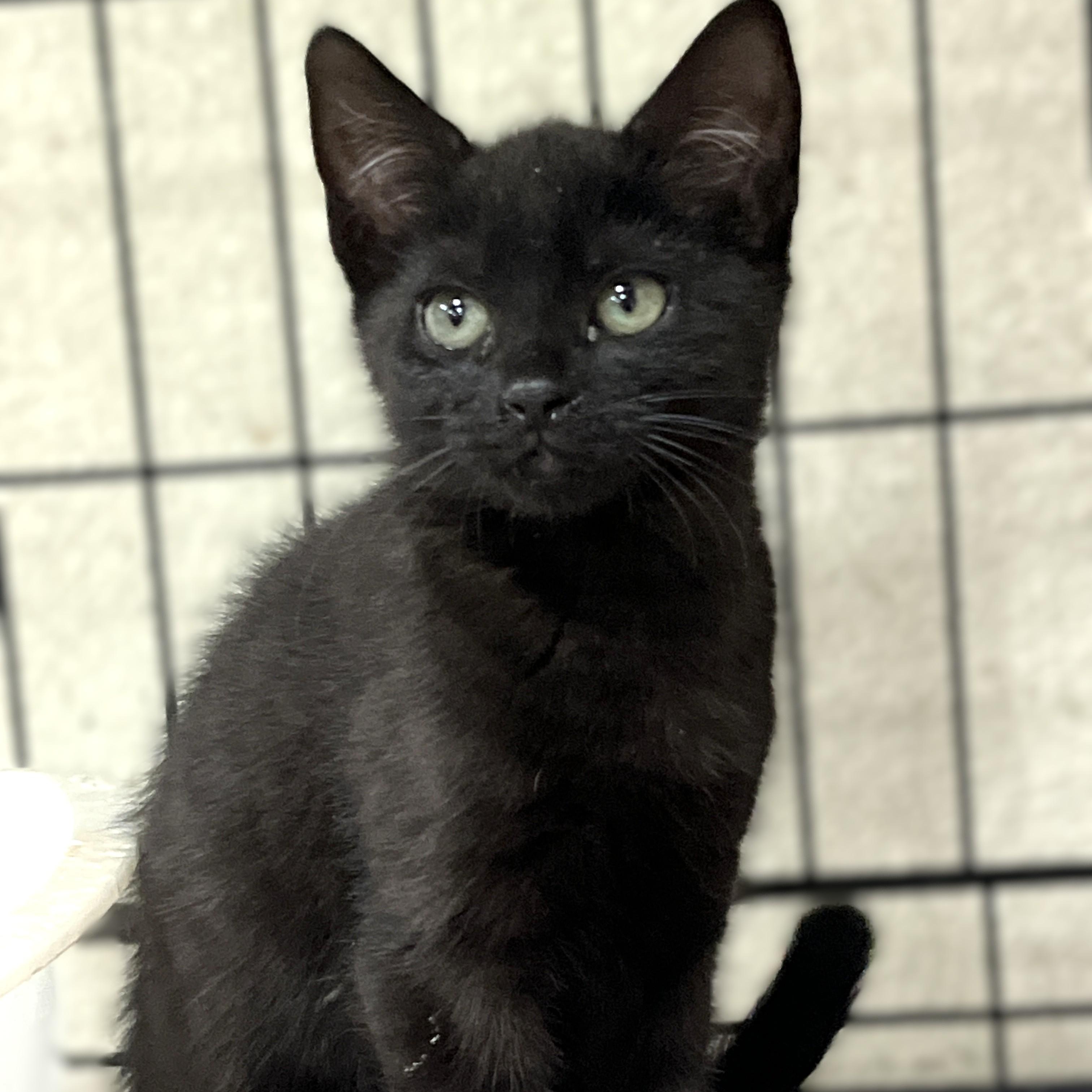 Zorro (litter of 3) photo 3