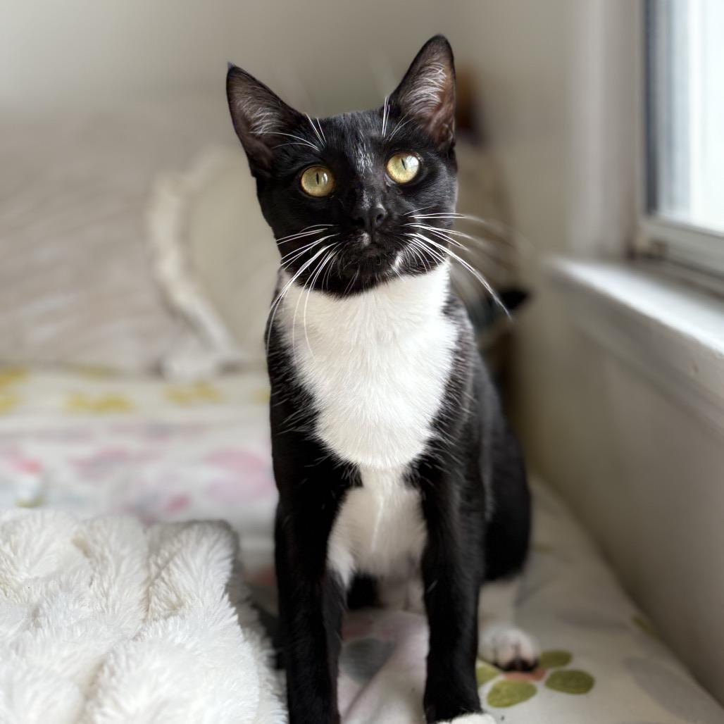 Audrey, Adoptable, Young Female Domestic Short Hair.