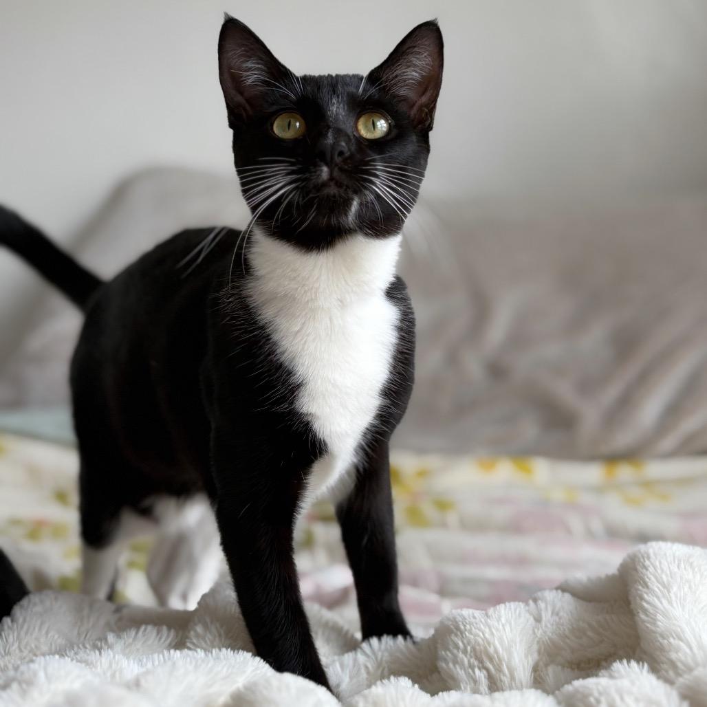 Enlarge Audrey, a Adoptable Domestic Short Hair in Tustin, CA image 2/4