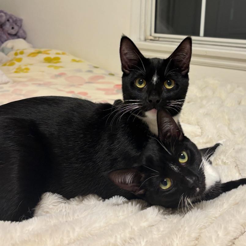 Enlarge Audrey, a Adoptable Domestic Short Hair in Tustin, CA image 3/4