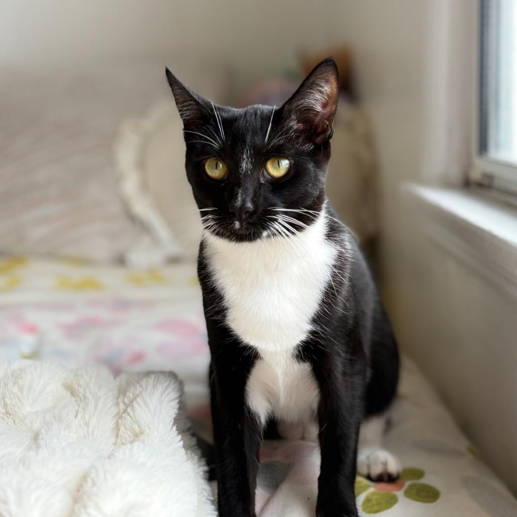 Enlarge Audrey, a Adoptable Domestic Short Hair in Tustin, CA image 4/4