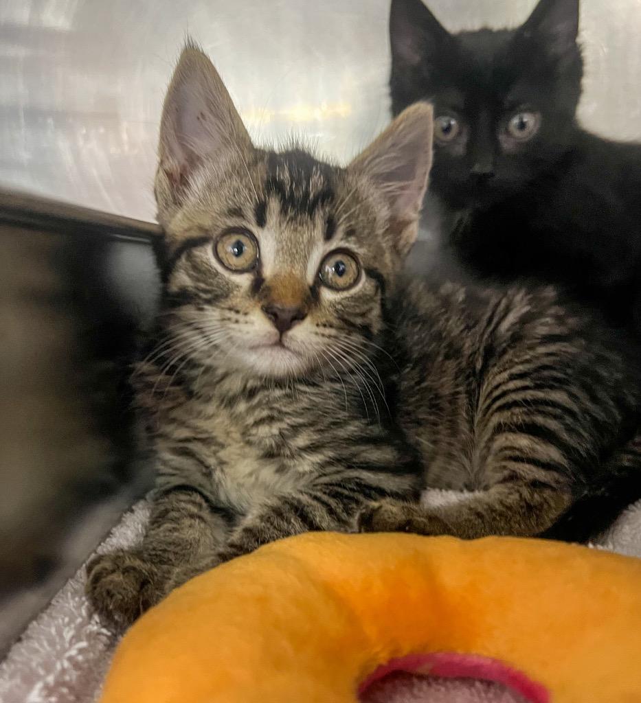 Harry, Adoptable, Kitten Male Domestic Medium Hair.