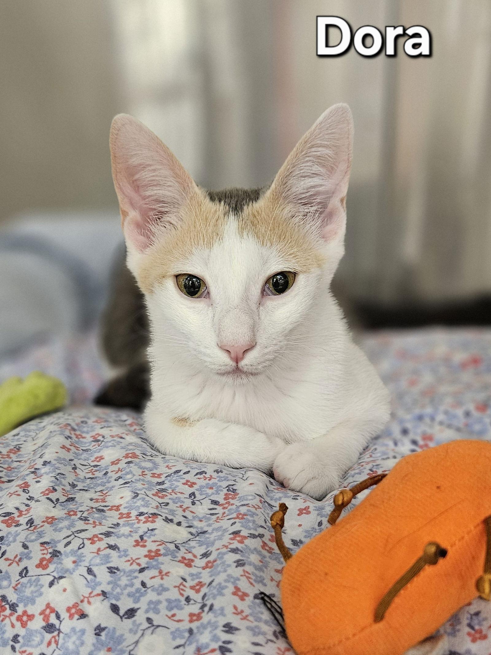 Dora, a Adoptable Dilute Calico in Oakland Park, FL image 1/2