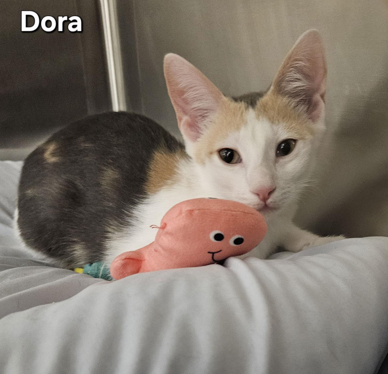 Dora, a Adoptable Dilute Calico in Oakland Park, FL image 2/2