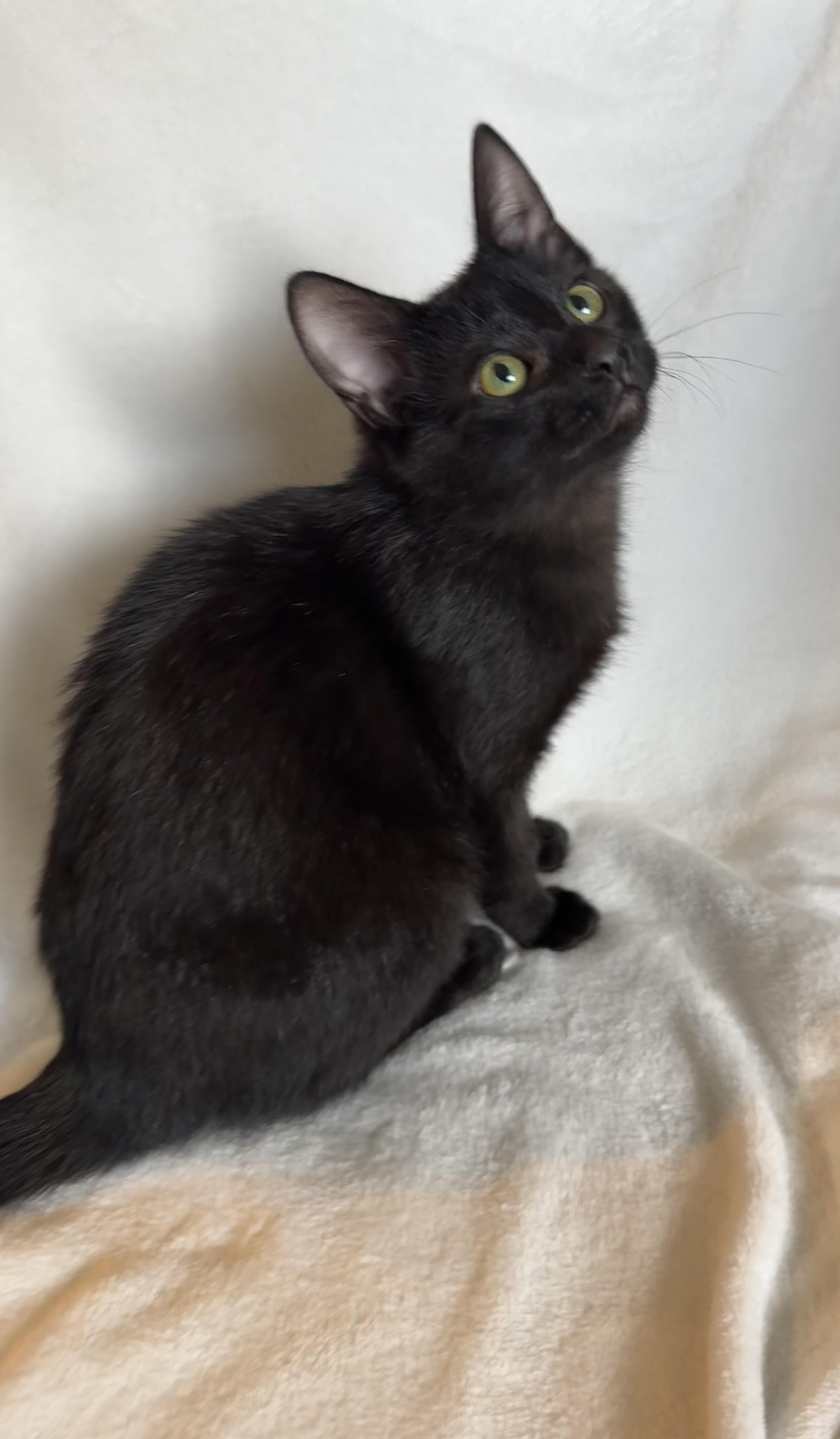 Enlarge Ashley , a ADOPTABLE mixed breed in Bonney Lake, WA image 5/6