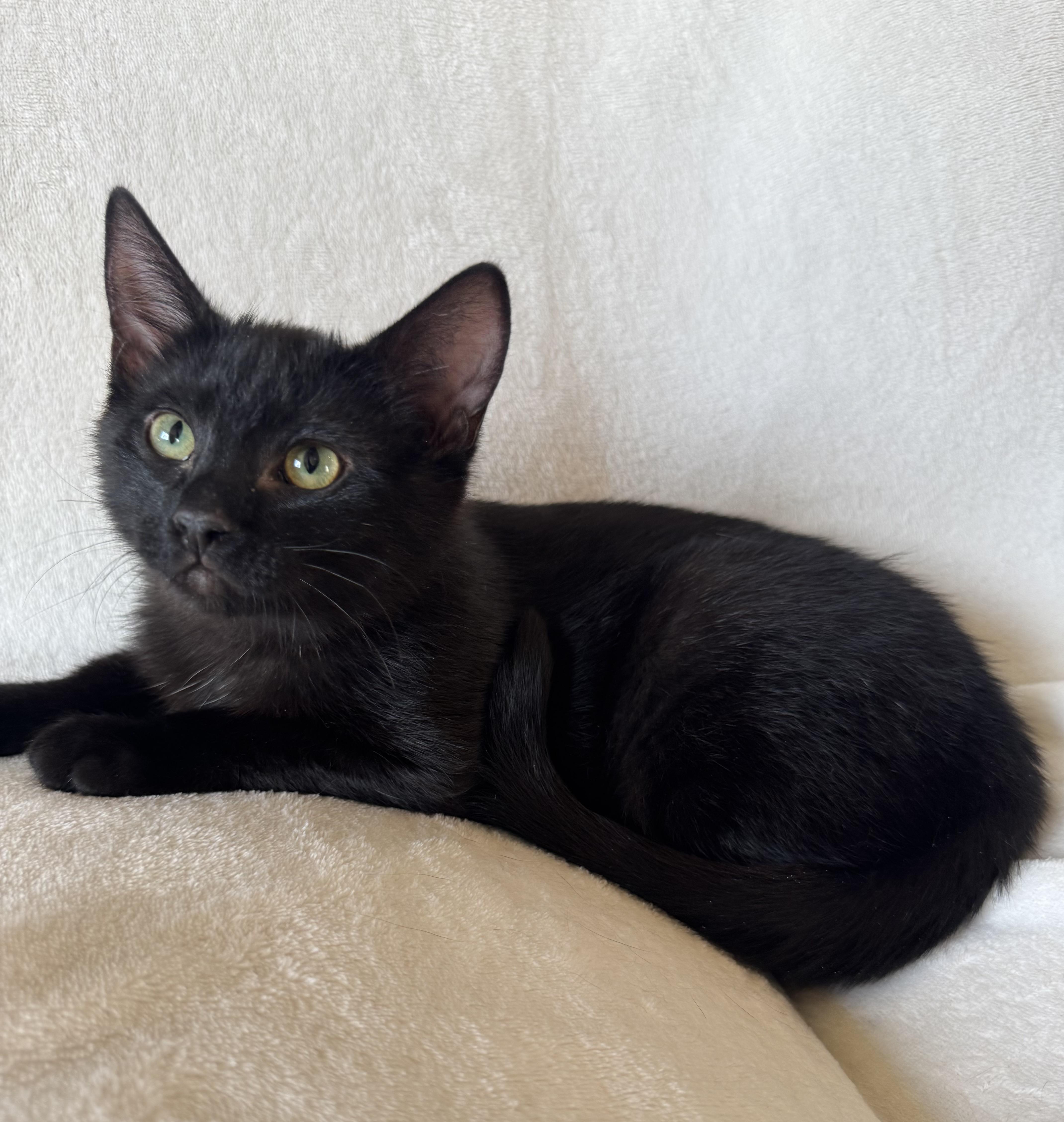 Ashley , ADOPTABLE, Kitten Female Domestic Short Hair.