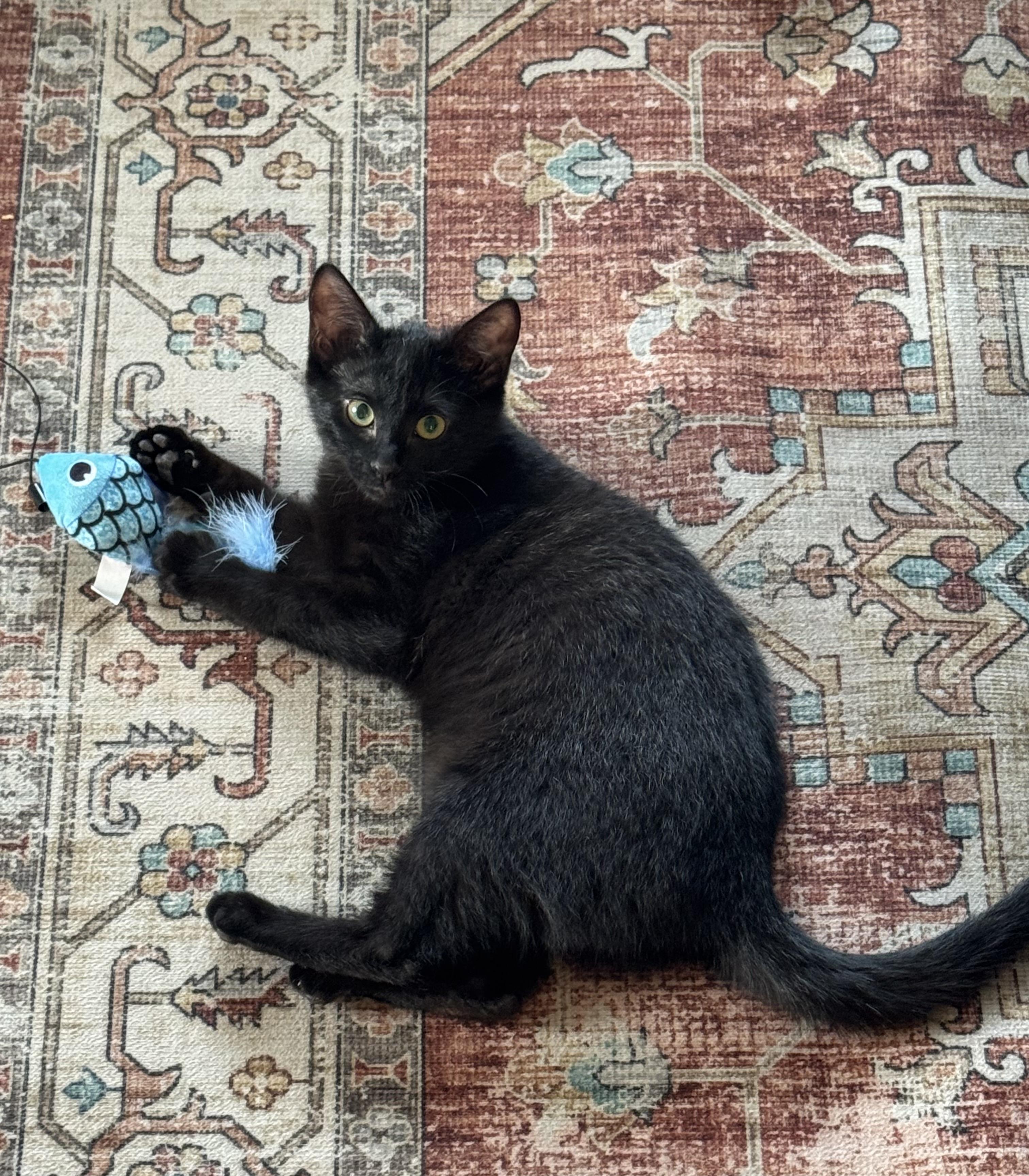 Enlarge Ashley , a ADOPTABLE mixed breed in Bonney Lake, WA image 6/6