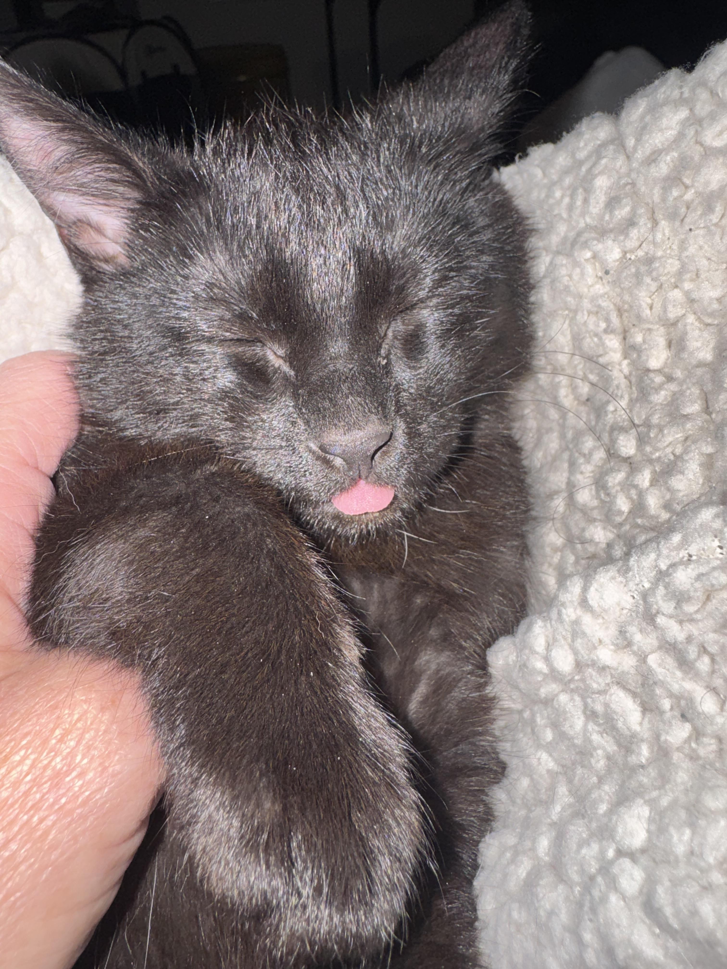 Enlarge Ashley , a ADOPTABLE mixed breed in Bonney Lake, WA image 2/6