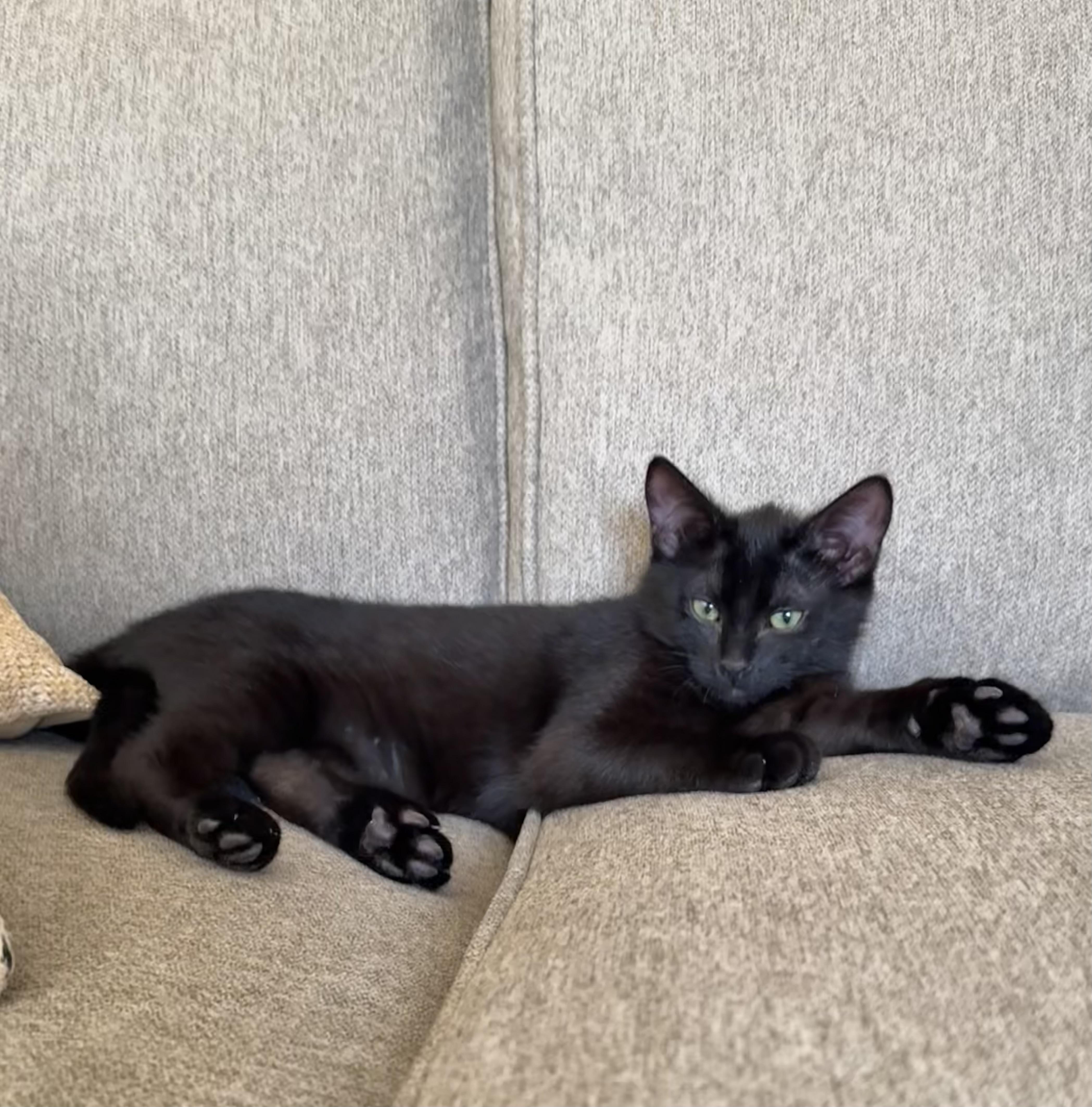 Enlarge Ashley , a ADOPTABLE mixed breed in Bonney Lake, WA image 4/6