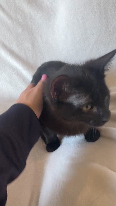 Enlarge Ashley , a ADOPTABLE mixed breed in Bonney Lake, WA video 3/6