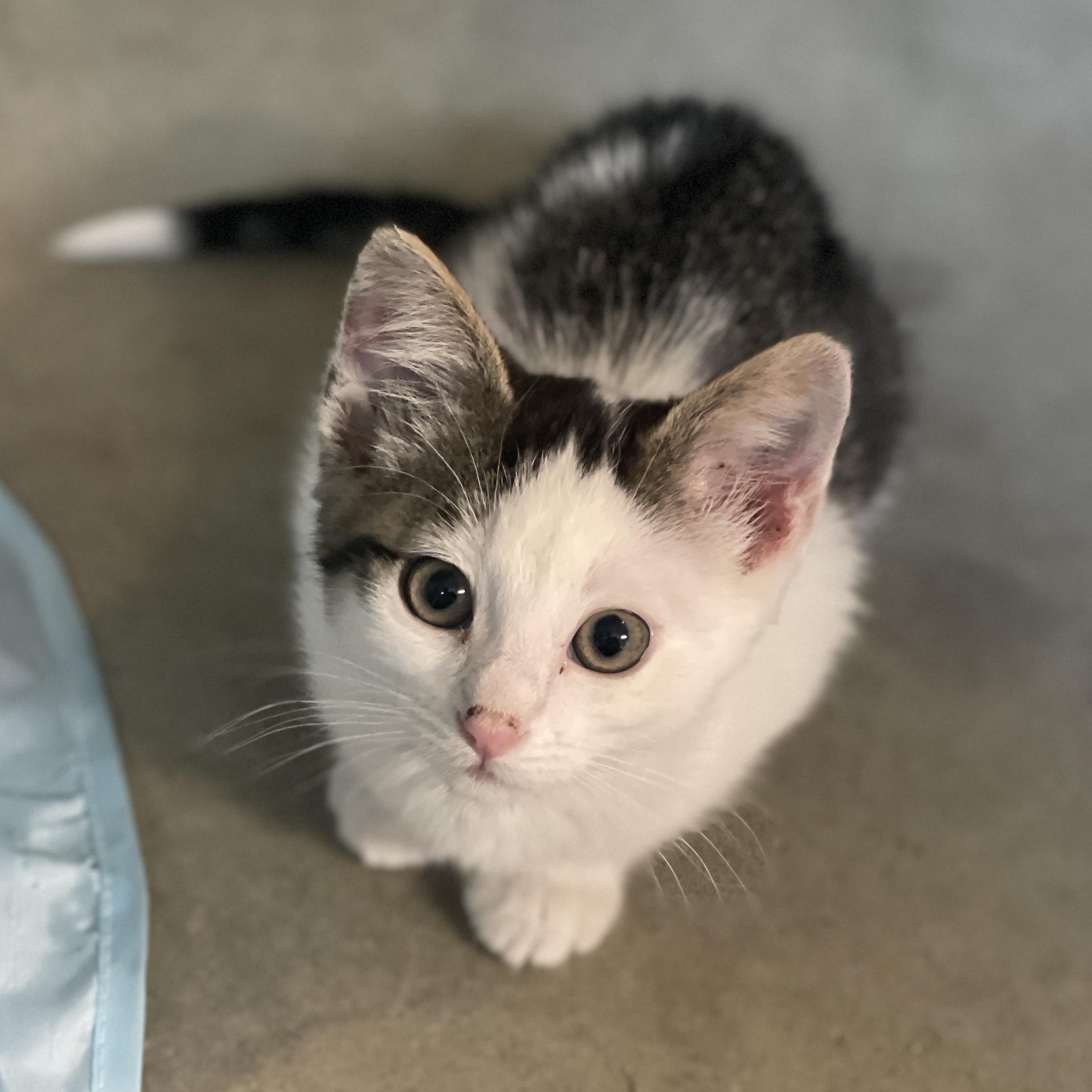 SPINDLE, ADOPTABLE, Kitten Female American Shorthair.
