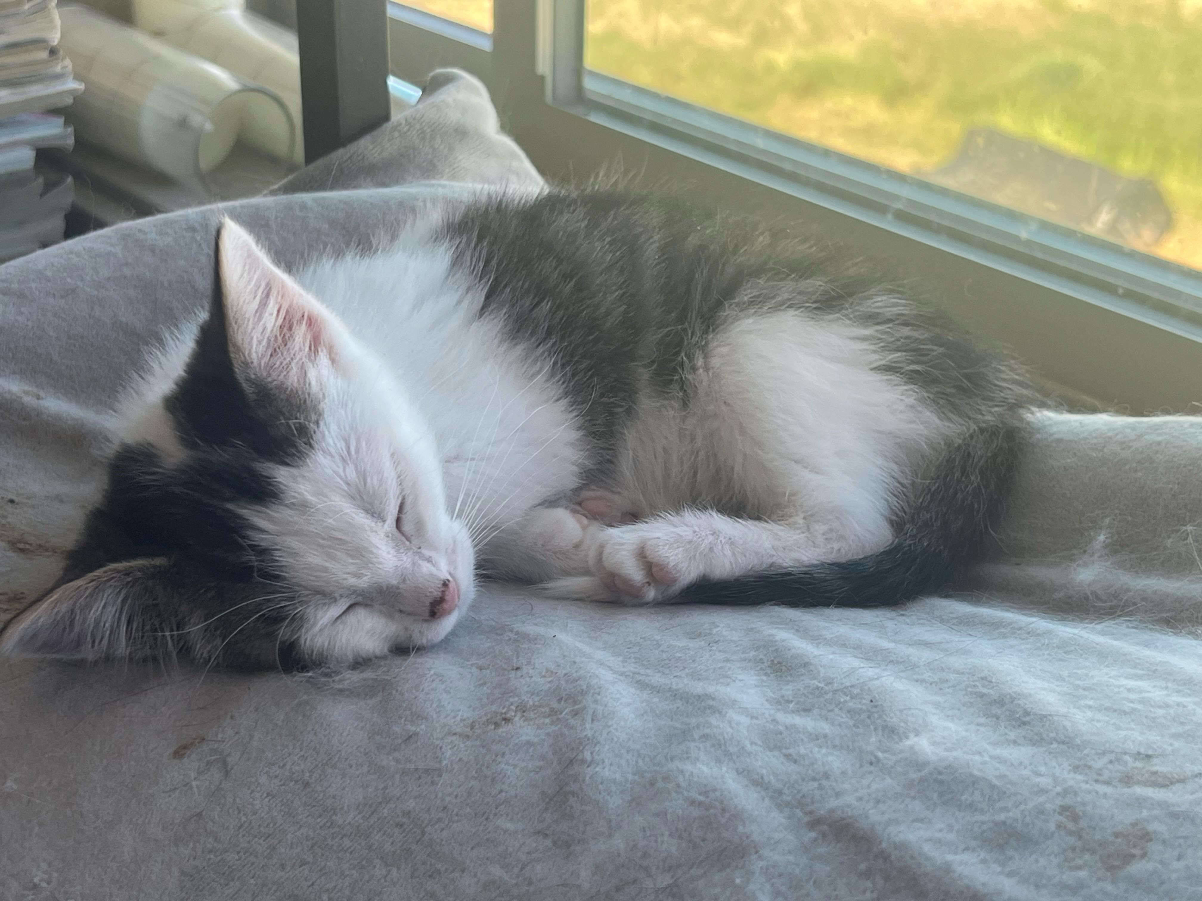 Enlarge SPINDLE, a ADOPTABLE American Shorthair in Pinedale, WY image 1/1