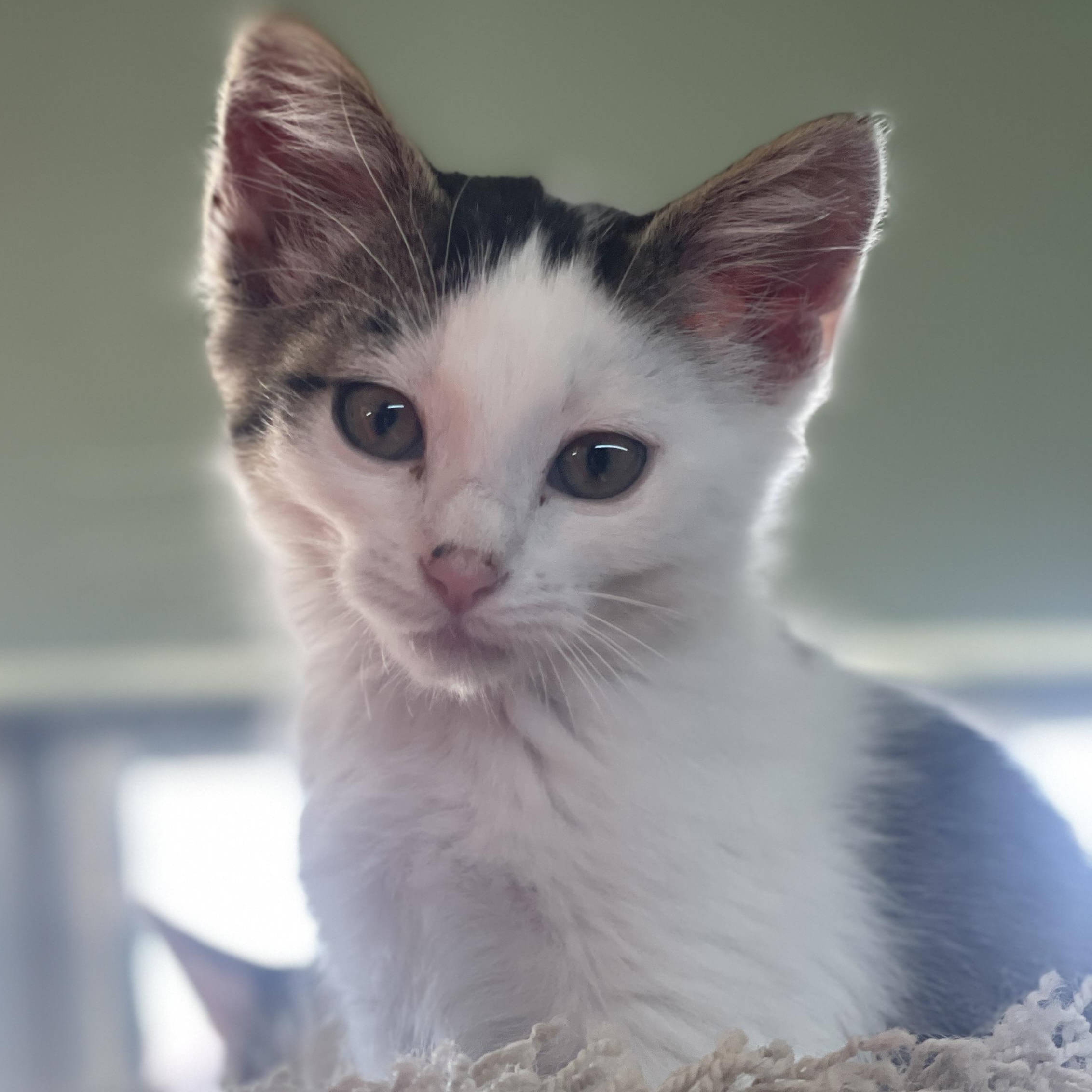 SPINDLE, ADOPTABLE, Kitten Female American Shorthair.