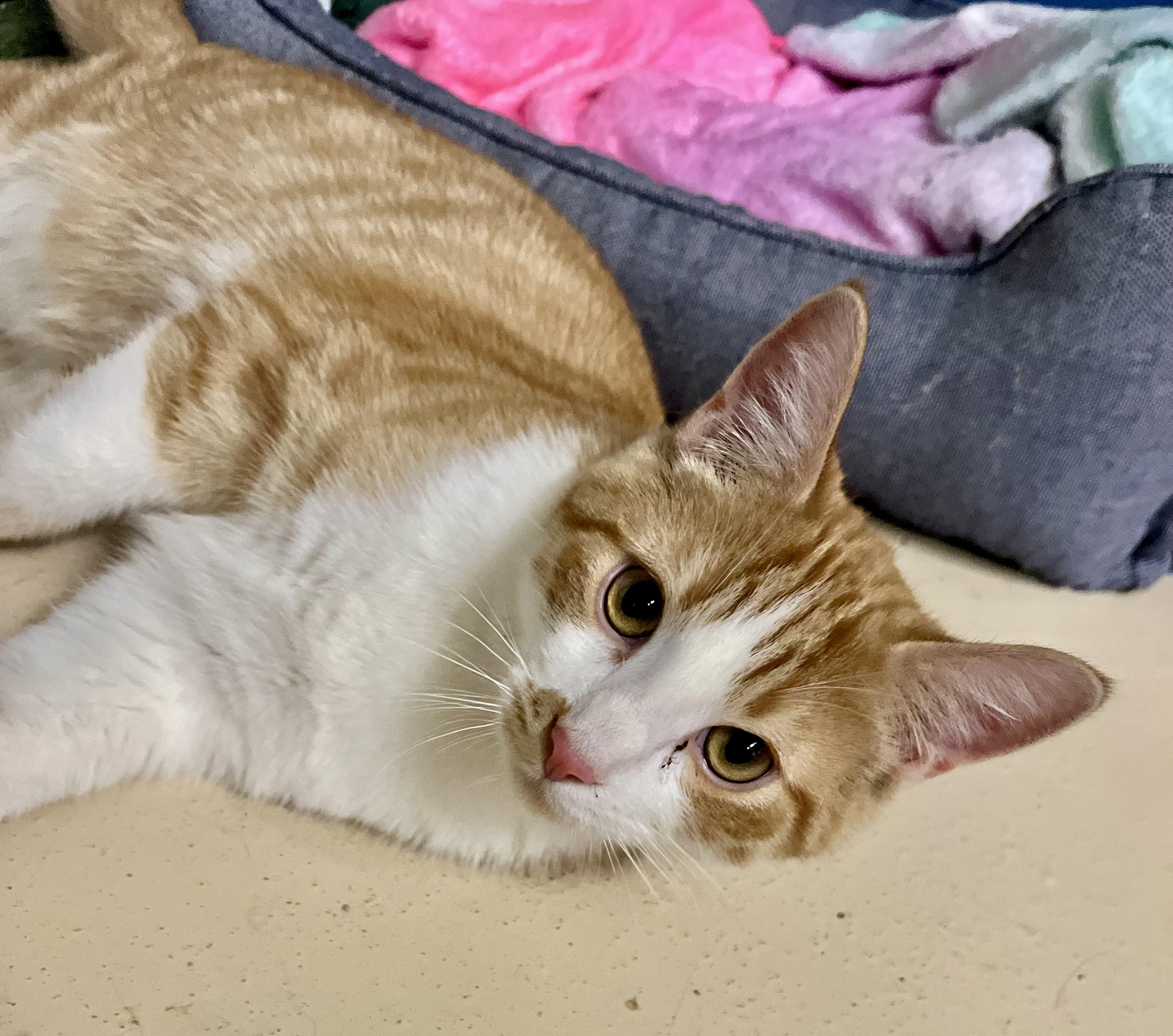 Rico, Adoptable, Young Male Domestic Short Hair.