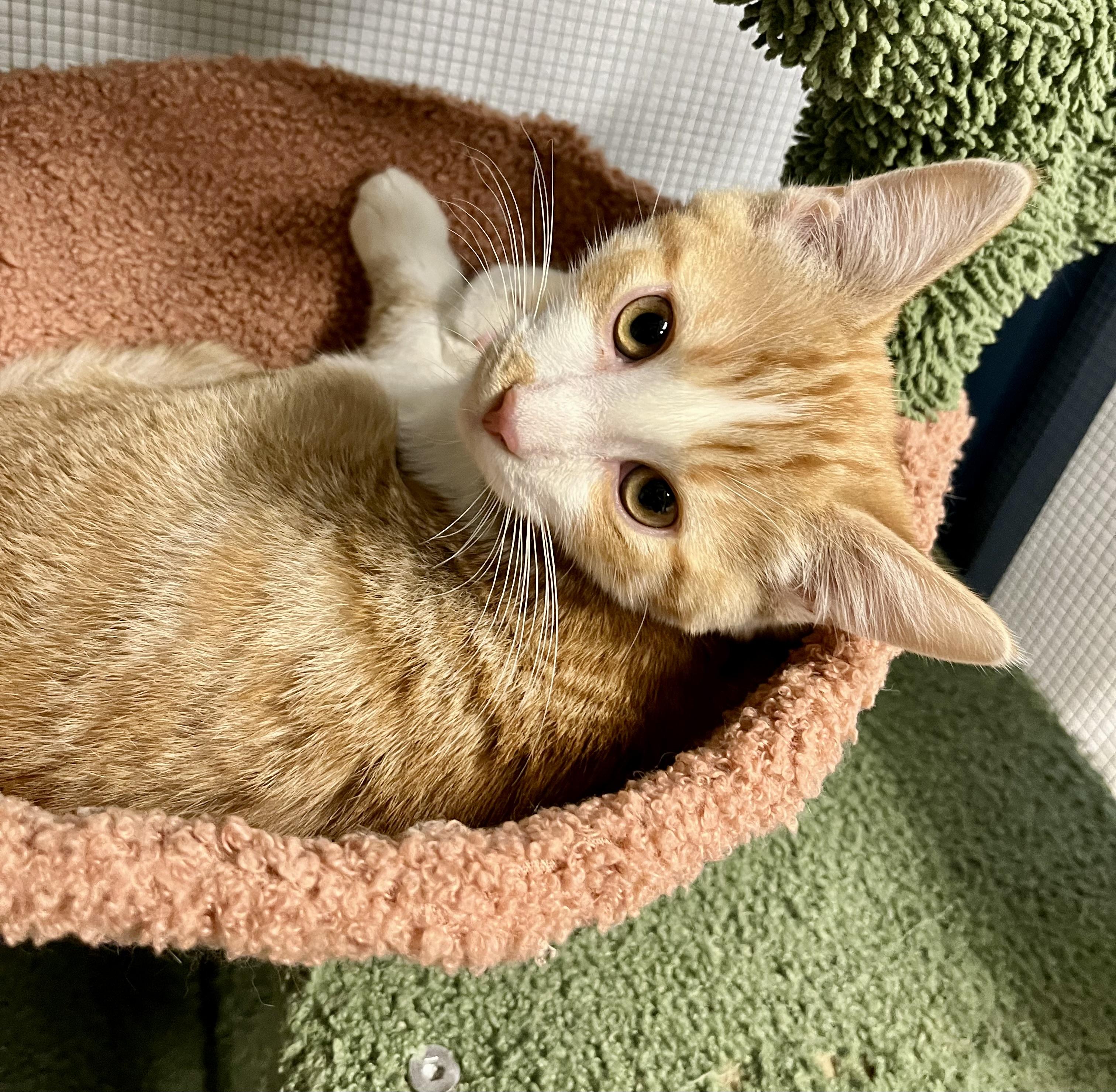 Rico, Adoptable, Kitten Male Domestic Short Hair.