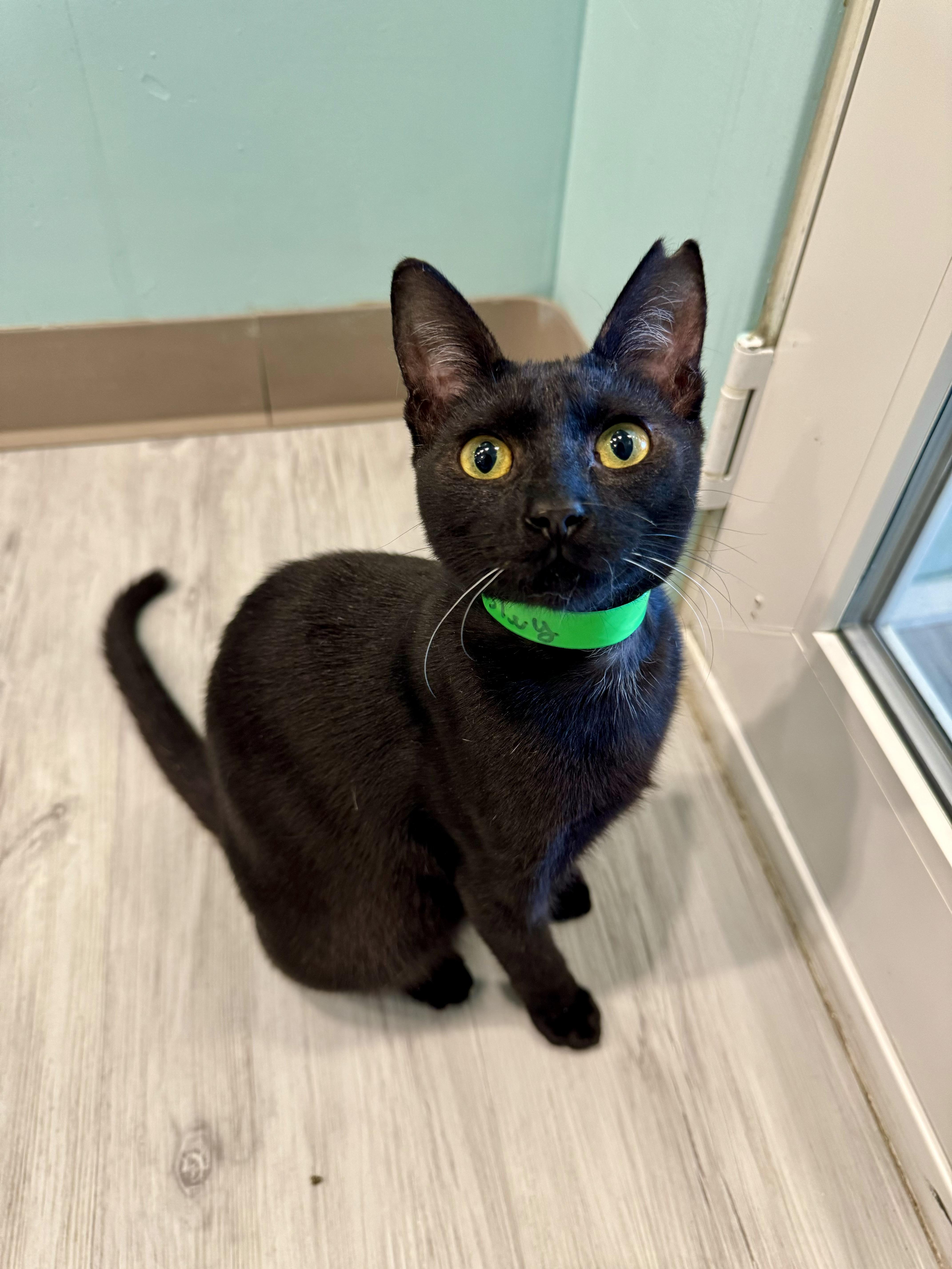 Enlarge Bosley, a Adopted Domestic Short Hair in Aiea, HI image 1/1