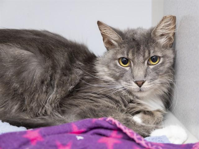 Enlarge SPIDER, a Adoptable Domestic Medium Hair in Phoenix, AZ image 1/1