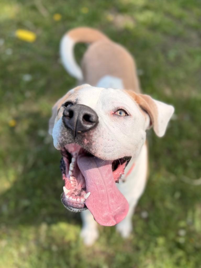 Zeus/Bee, Adoptable, Young Male American Bulldog & Mixed Breed.