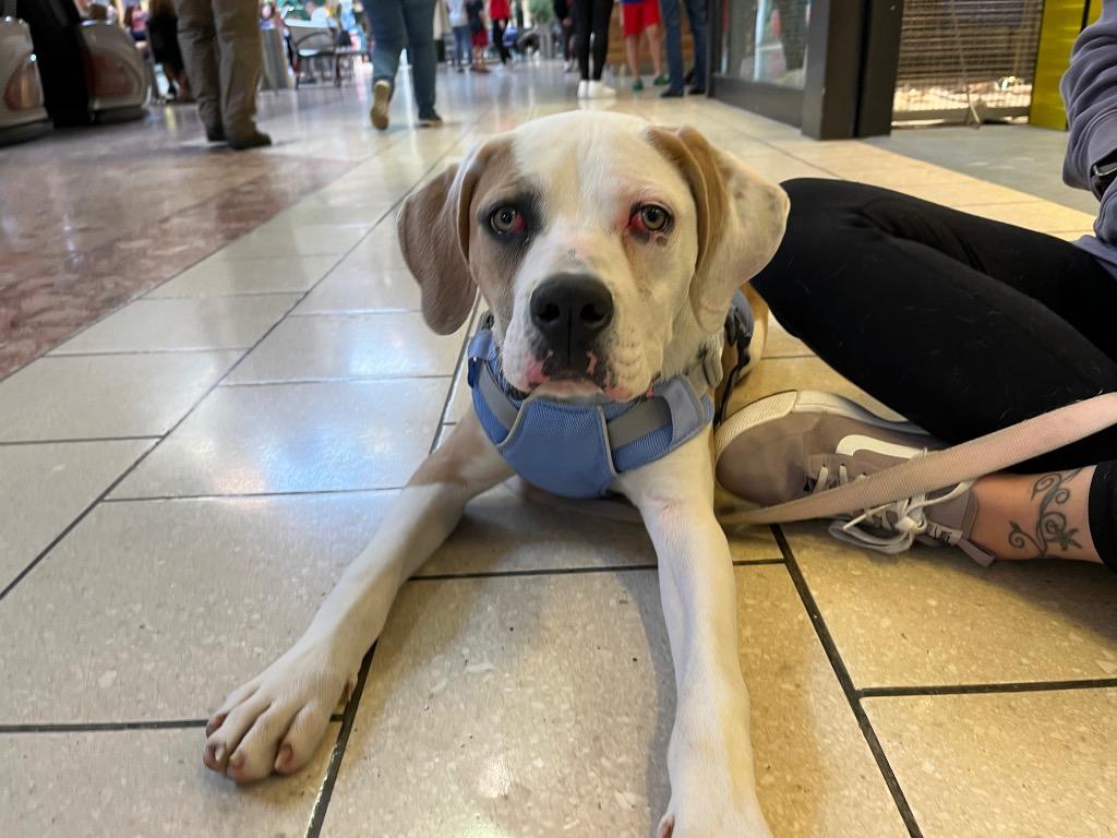 Enlarge Zeus/Bee, a Adoptable mixed breed in Peru, NY image 3/4