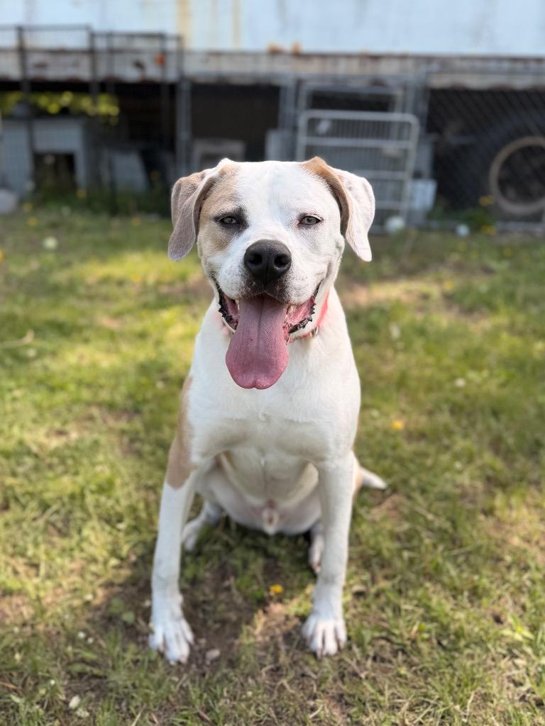 Enlarge Zeus/Bee, a Adoptable mixed breed in Peru, NY image 4/4