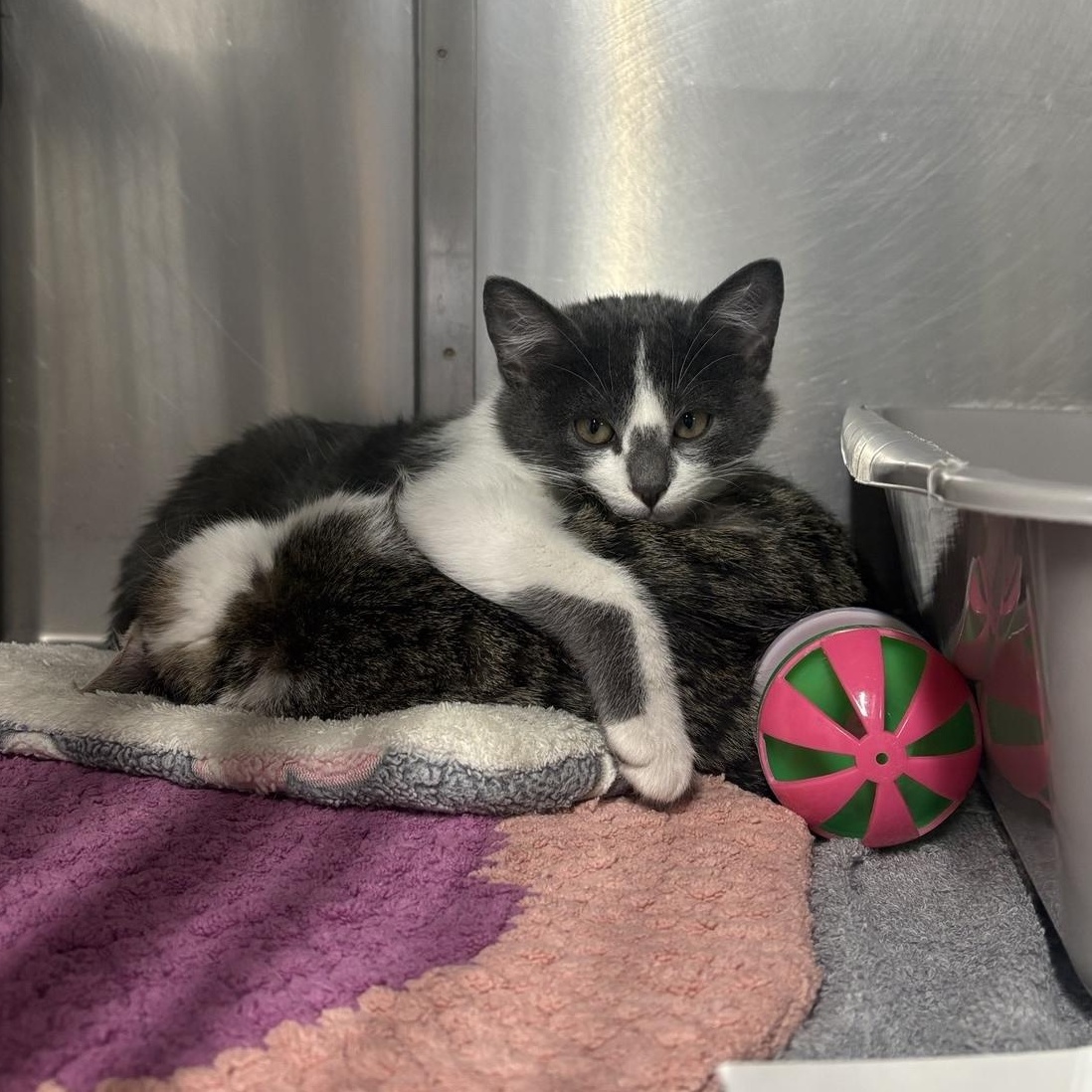 Lux, an adoptable Domestic Short Hair in Saint Charles, MO image 1/2