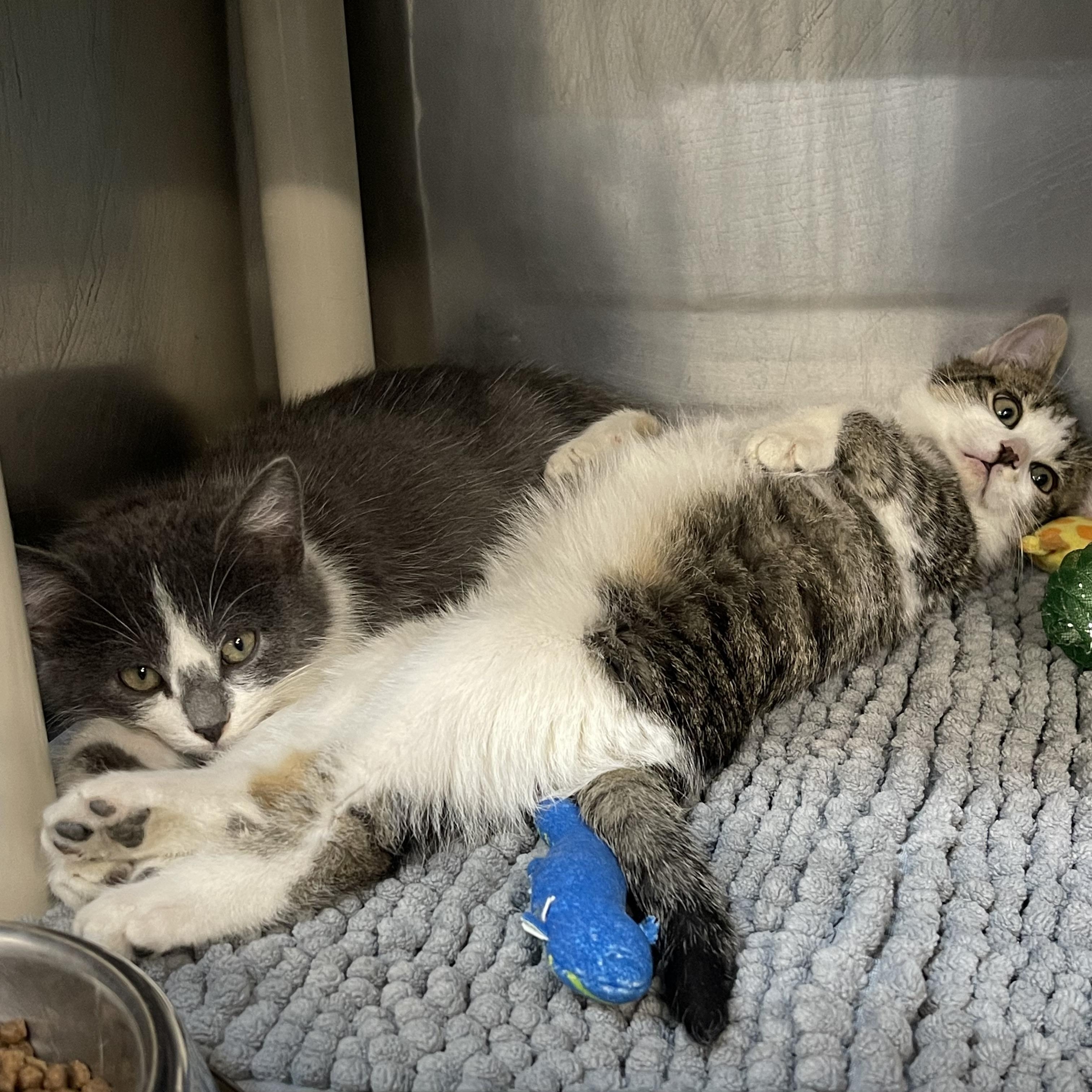 Lux, an adoptable Domestic Short Hair in Saint Charles, MO image 2/2