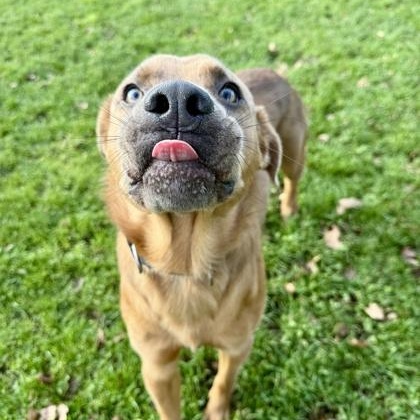 Enlarge Mallow, a ADOPTABLE mixed breed in Roseburg, OR image 2/4