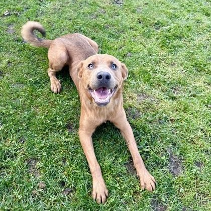 Enlarge Mallow, a ADOPTABLE mixed breed in Roseburg, OR image 4/4