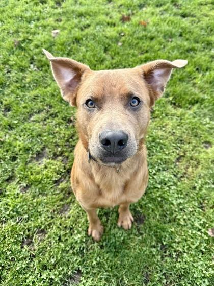 Mallow, ADOPTABLE, Adult Male Mixed Breed.